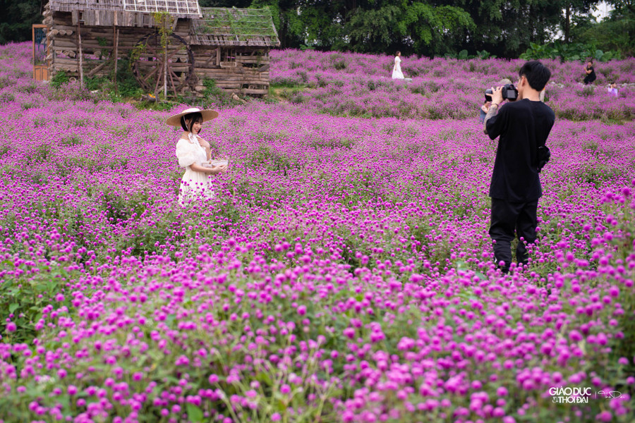 Mỗi cây cúc bách nhật có chiều cao từ 60 đến 70cm, mật độ hoa dày đặc giúp du khách có nhiều góc chụp ảnh.