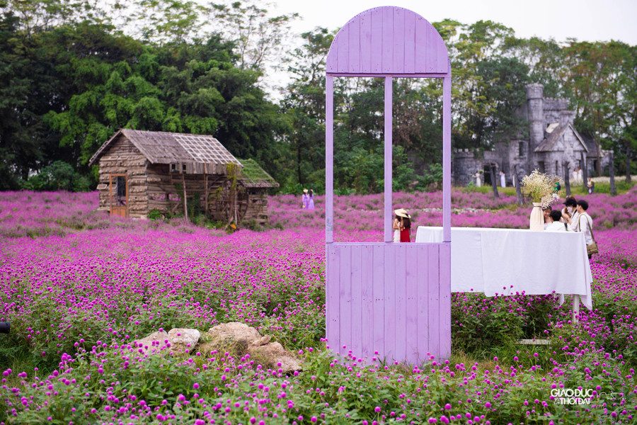 Hoa cúc bách nhật phủ hồng tím một góc trời khiến nhiều bạn trẻ, người yêu hoa tìm tới thưởng ngoạn và chụp ảnh.