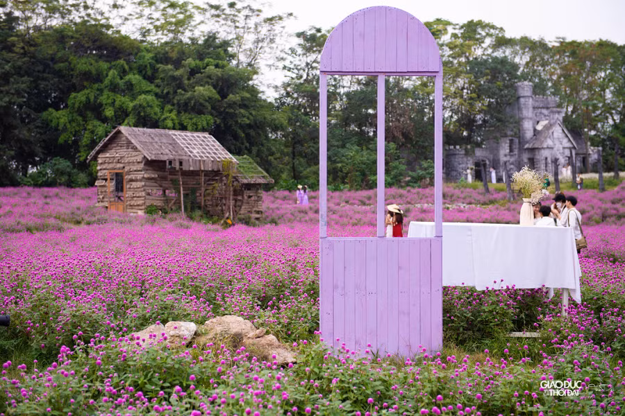 Hoa cúc bách nhật phủ hồng tím một góc trời khiến nhiều bạn trẻ, người yêu hoa tìm tới thưởng ngoạn và chụp ảnh.