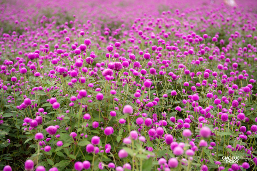 Màu sắc bắt mắt, ấn tượng khiến nhiều người liên tưởng tới những cánh đồng hoa ở nước ngoài.