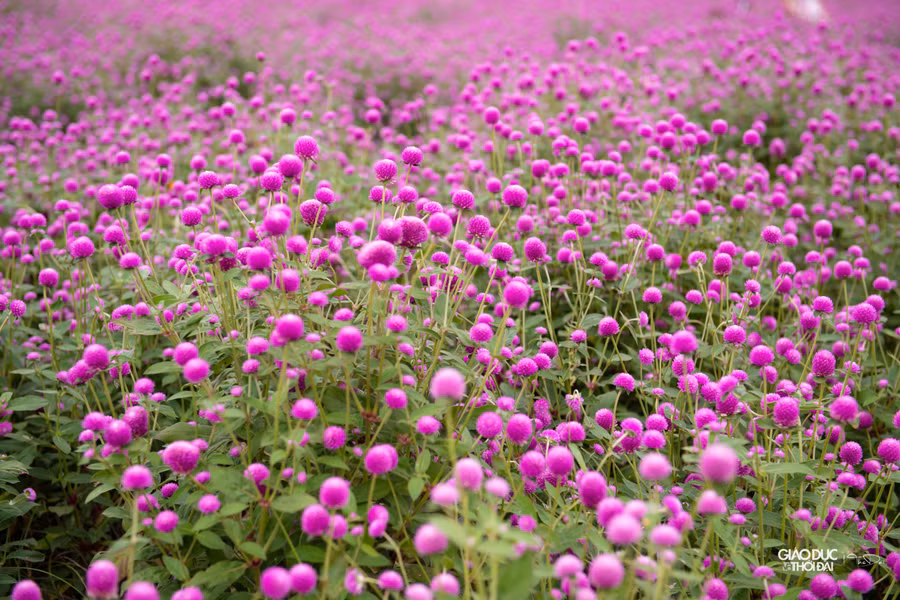 Màu sắc bắt mắt, ấn tượng khiến nhiều người liên tưởng tới những cánh đồng hoa ở nước ngoài.