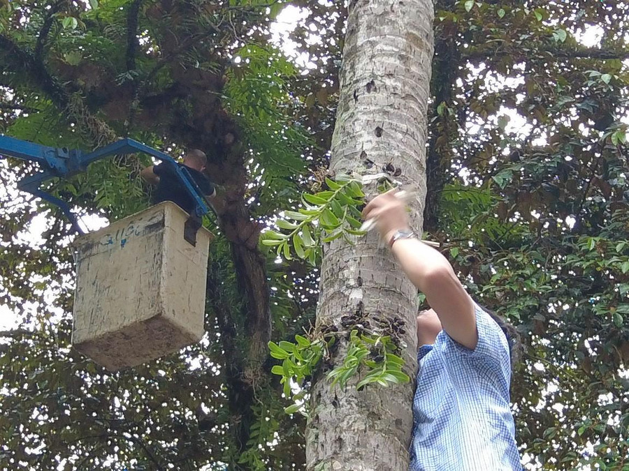 Những cành lan rừng được sống với thiên nhiên ngay giữa trung tâm thành phố Buôn Ma Thuột.