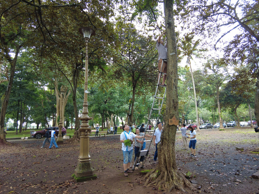 Người yêu lan ủng hộ cành lan và tổ chức ghép lên các cây cổ thụ tại khuôn viên Bảo tàng Đắk Lắk và Biệt Điện.