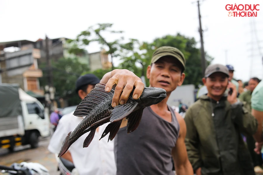 Hà Nội: Sau bão số 3, người dân mang vó ra sông Kim Ngưu bắt cá