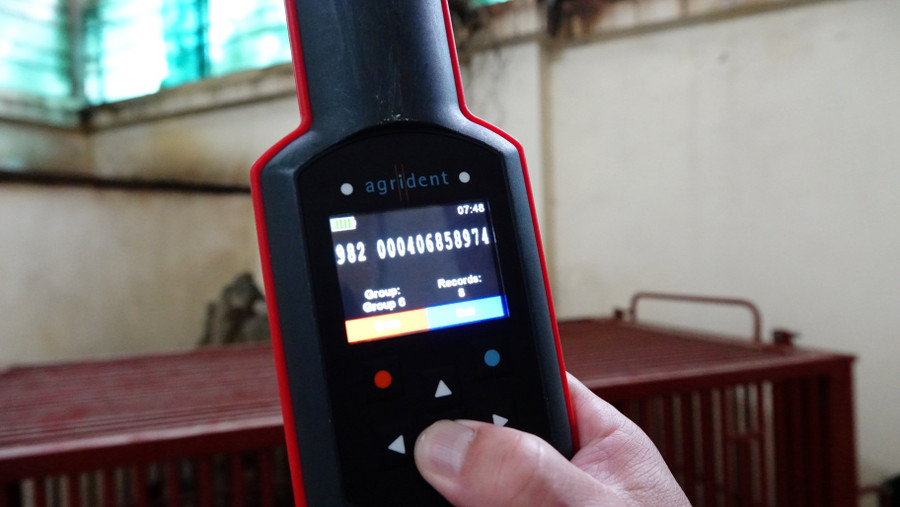 Trong 2 cá thể gấu ngựa trên, có 1 cá thể gấu đực, 1 cá thể gấu cái. Để đảm bảo an toàn trên quãng đường về trung tâm trong thời tiết nắng nóng, cứ 2 đến 3 tiếng đi trên đường, nhân viên của Tổ chức Động vật Châu Á sẽ chăm sóc, kiểm tra và tiếp nước, lá chuối cho gấu ăn để đảm bảo sức khỏe tốt cho gấu trong hành trình gần 800 cây số di chuyển đường bộ.