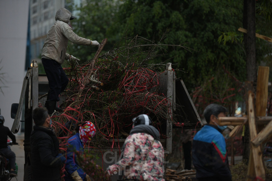 Tiểu thương ngậm ngùi bỏ đào do bị ép giá, không có khách.