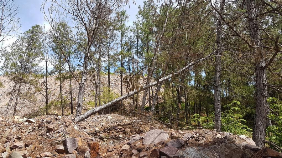 Một số cây thông đã ngã đổ do đất đá thải. Một số cây thông đã ngã đổ do đất đá thải.