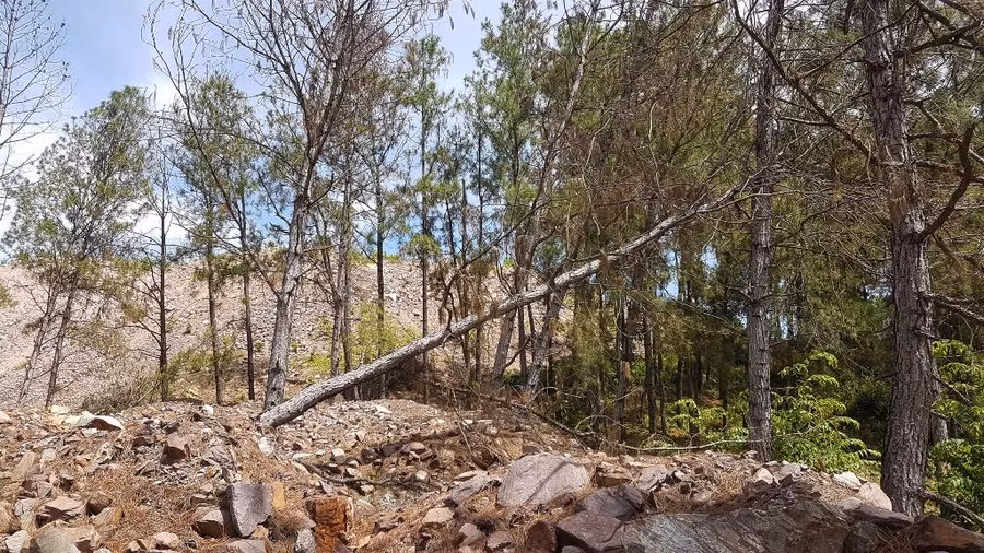 Một số cây thông đã ngã đổ do đất đá thải.