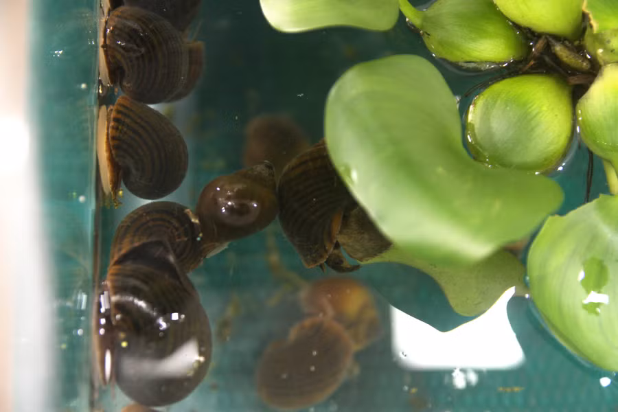 Sản xuất giống và nuôi thương phẩm ốc bươu đen (Pila Polita) do TS Hoàng Nghĩa Mạnh - Bộ môn Nuôi trồng Thủy sản, Khoa Thủy sản thực hiện.