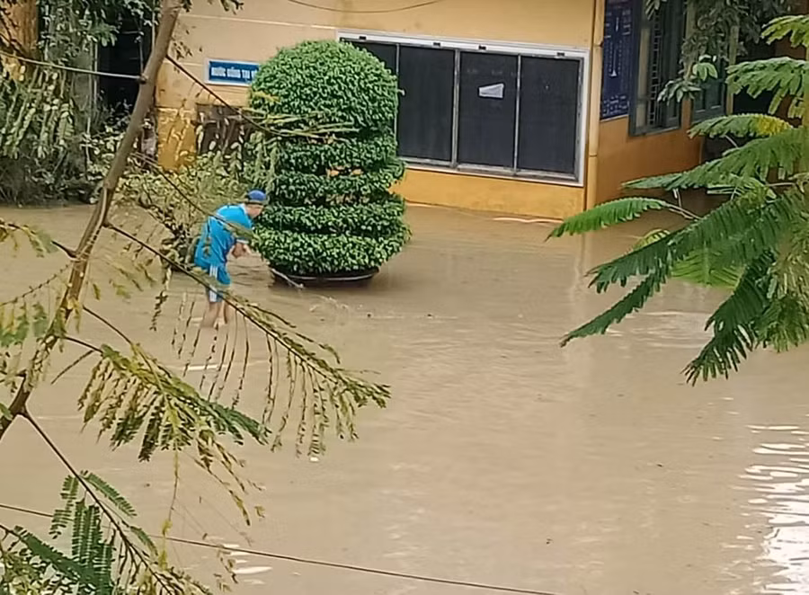 Thầy giáo Trường THPT Gia Hội quăng lưới bắt cá trong trường.