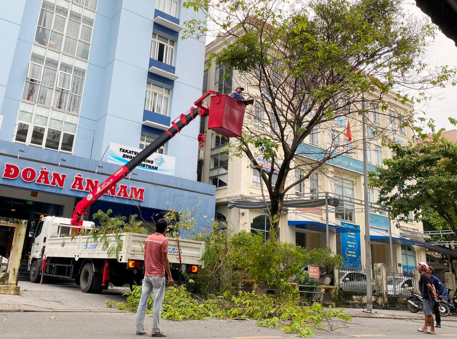 Cơ sở kinh doanh tại TP Huế đang khẩn trương cho tỉa cây trong sáng 27/9. Cơ sở kinh doanh tại TP Huế đang khẩn trương cho tỉa cây trong sáng 27/9.