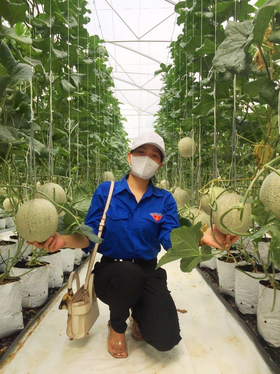 Một nữ sinh trường THPT Vinh Lộc thích thú khi đi thực tế tại mô hình trang trại trồng dưa lưới ở tại địa phương. Một nữ sinh trường THPT Vinh Lộc thích thú khi đi thực tế tại mô hình trang trại trồng dưa lưới ở tại địa phương.