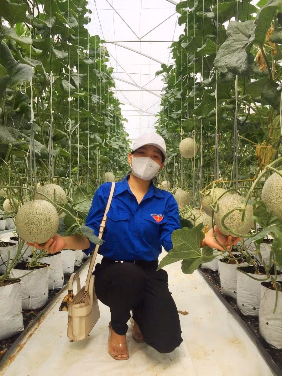 Một nữ sinh trường THPT Vinh Lộc thích thú khi đi thực tế tại mô hình trang trại trồng dưa lưới ở tại địa phương.