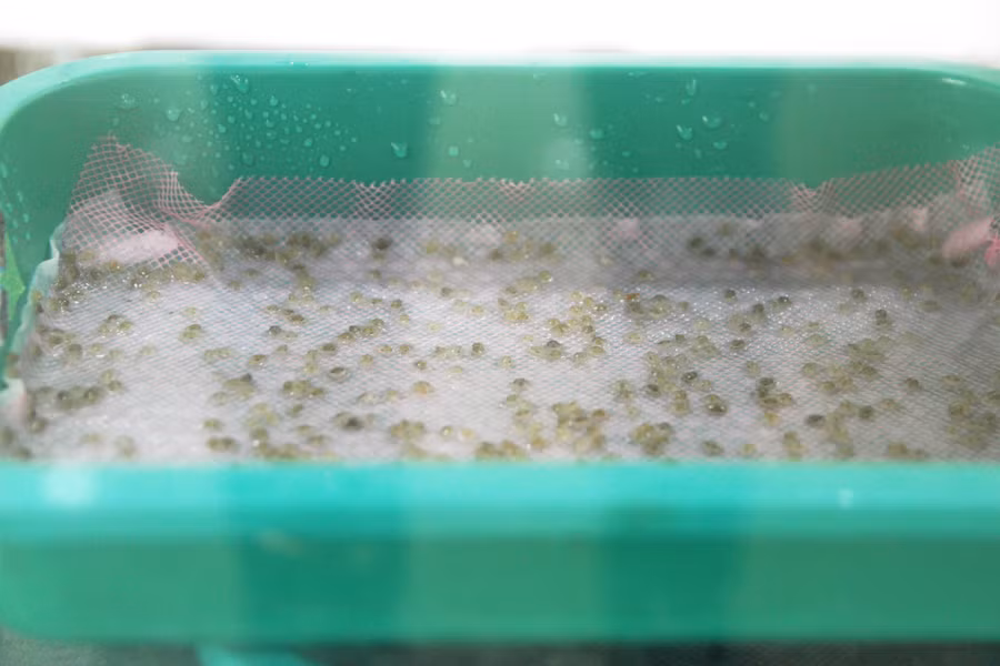 Sản xuất thử nghiệm cua Xanh Scylla paramamosain tại Thừa Thiên - Huế do ThS Nguyễn Khoa Huy Sơn - Trung tâm Ứng dụng chuyển giao công nghệ &amp; Sản xuất thủy sản Phú Thuận, khoa Thủy sản, Trường Đại học Nông lâm, Đại học Huế làm chủ đề tài.