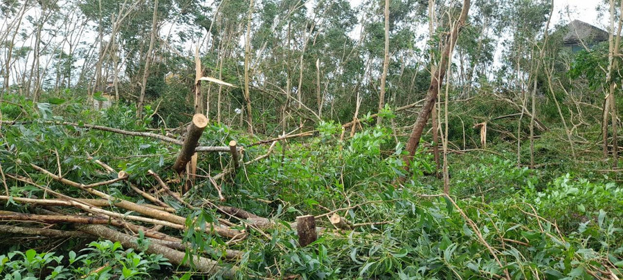 Nhiều cây cối gãy đổ tại xã này. Nhiều cây cối gãy đổ tại xã này.