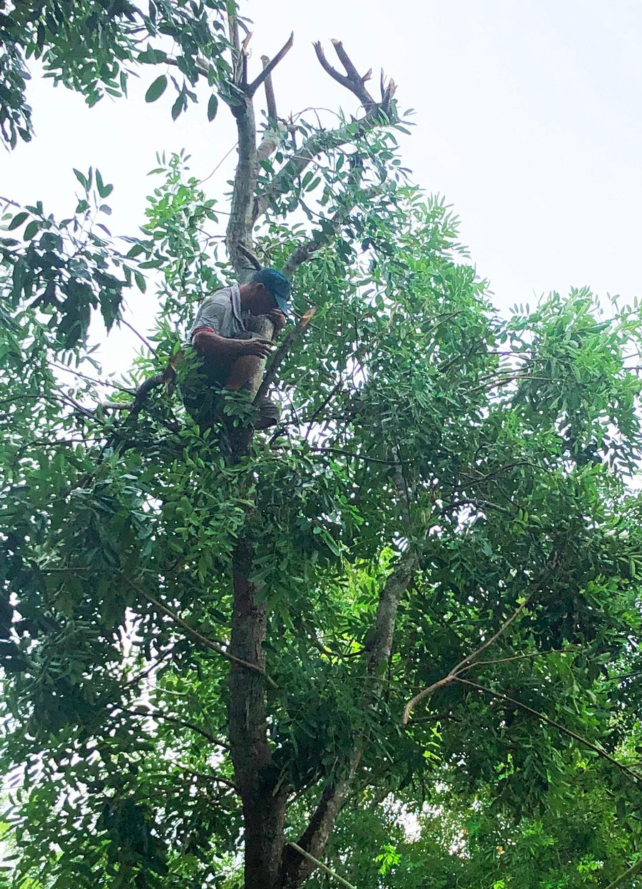 Những nhánh cây lớn được tỉa gọn. Những nhánh cây lớn được tỉa gọn.