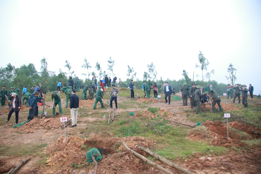 Năm 2022, tỉnh Quảng Trị đã trồng được trên 12.000 ha rừng trồng.