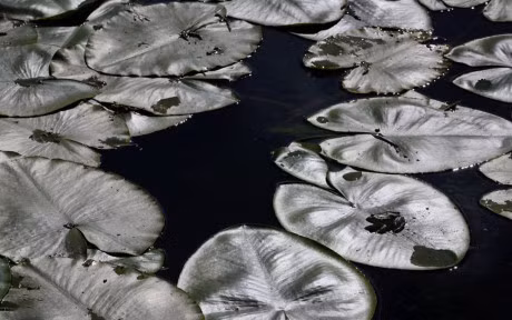 Anh dong vat tuan: Dan ran tinh giac sau ky ngu dong - Anh 9