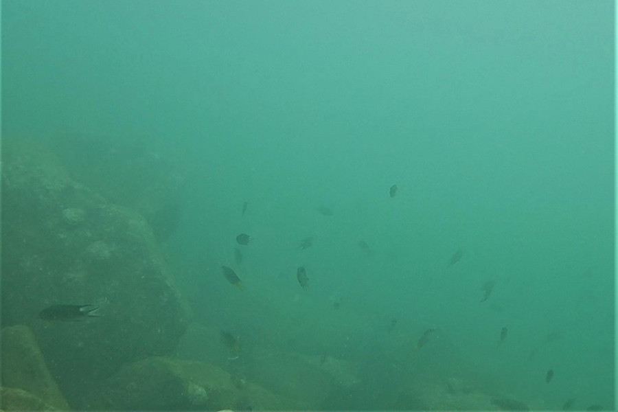 Từng đàn cá lớn bơi lội dưới Cảng nước sâu Sơn Dương.