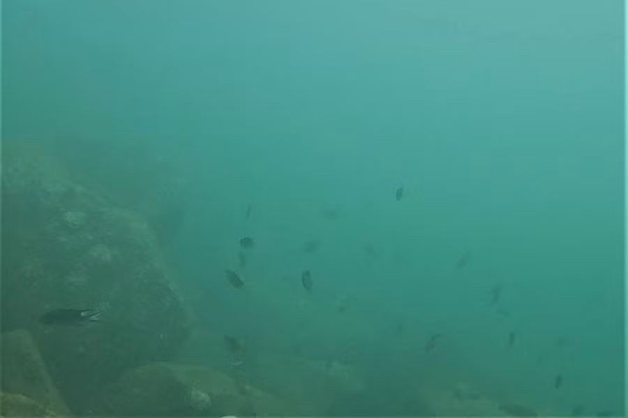 Từng đàn cá lớn bơi lội dưới Cảng nước sâu Sơn Dương.