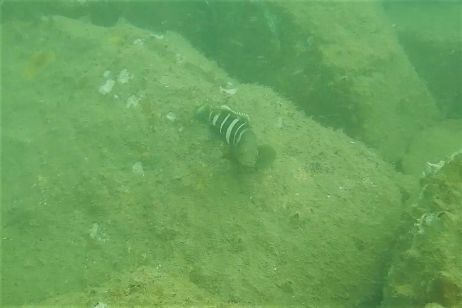 Con cá mú đang kiếm ăn tại khu vực đường ống xả thải của Công ty FHS.