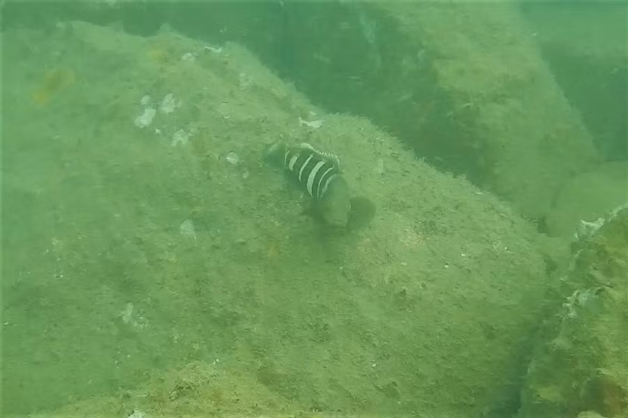 Con cá mú đang kiếm ăn tại khu vực đường ống xả thải của Công ty FHS.