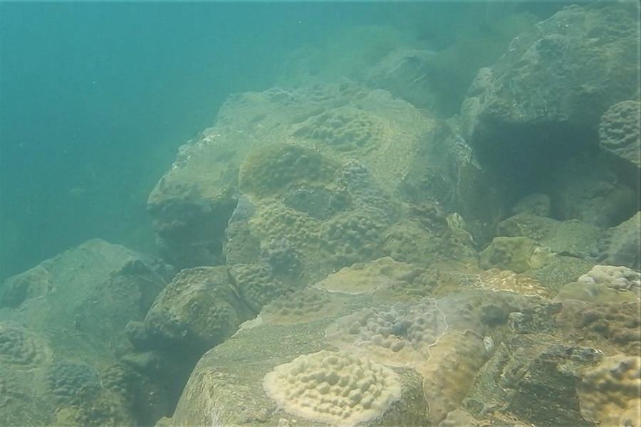 Các rặng san hô đang trong giai đoạn hình thành.