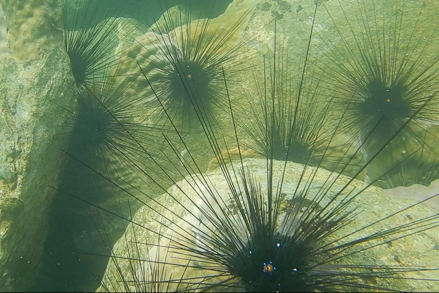 Nhím biển dày đặc tại các mõm đá dưới đáy biển.