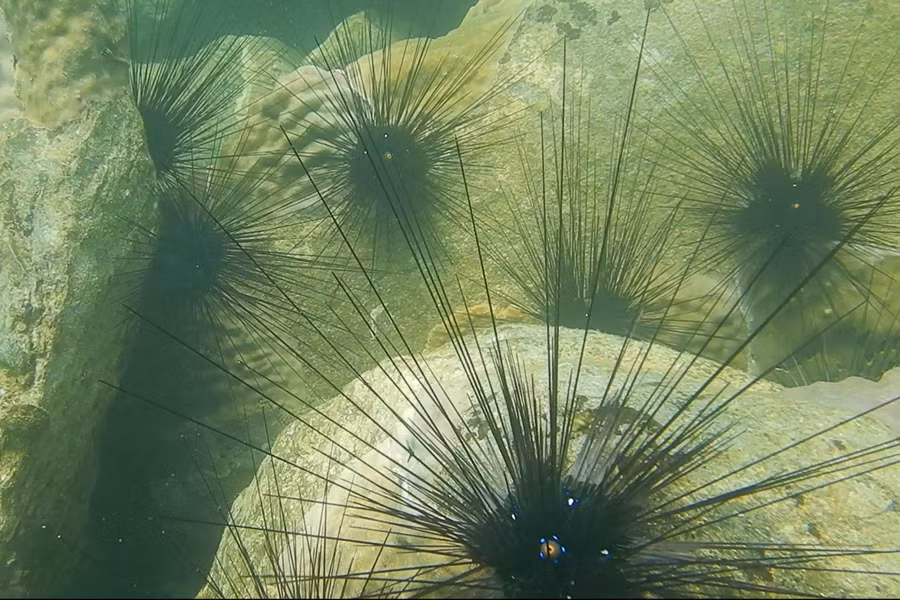 Nhím biển dày đặc tại các mõm đá dưới đáy biển.