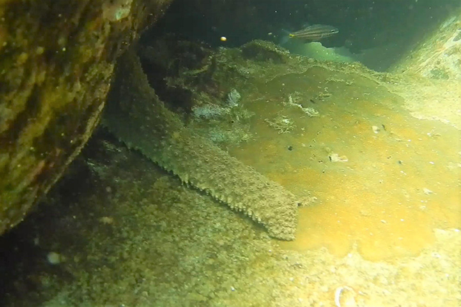 Một con bạch tuộc đang chui vào hang đá dưới đáy biển.