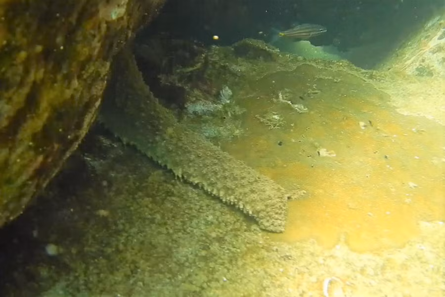 Một con bạch tuộc đang chui vào hang đá dưới đáy biển.