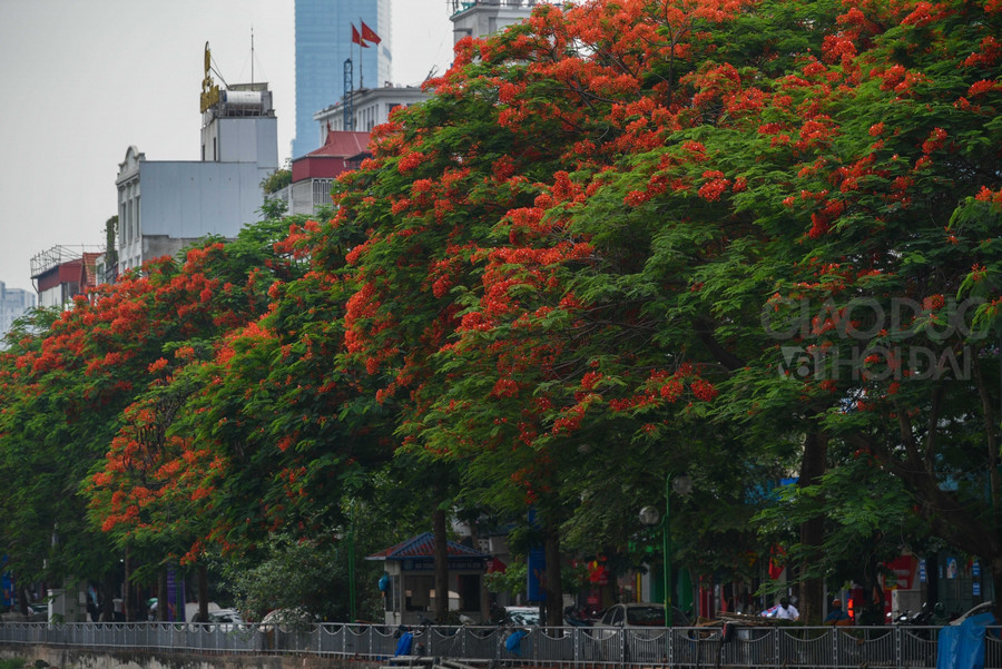 Phượng vĩ nở đỏ rực bên dòng sông Tô Lịch ảnh 3 Phượng vĩ nở đỏ rực bên dòng sông Tô Lịch ảnh 3