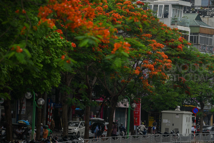 Phượng vĩ nở đỏ rực bên dòng sông Tô Lịch ảnh 11 Phượng vĩ nở đỏ rực bên dòng sông Tô Lịch ảnh 11