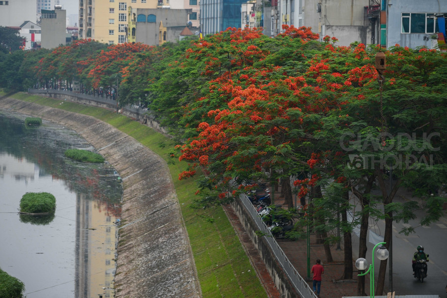 Dòng sông Tô Lịch bỗng " lôtj xác" khi mùa phượng vĩ về.