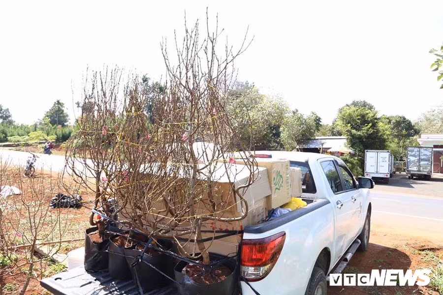 Hoa dao Nhat Tan 3 mau doc la dat khach o Tay Nguyen hinh anh 7