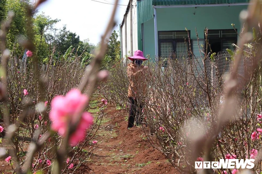 Hoa đào Nhật Tân 3 màu độc lạ đắt khách ở Tây Nguyên