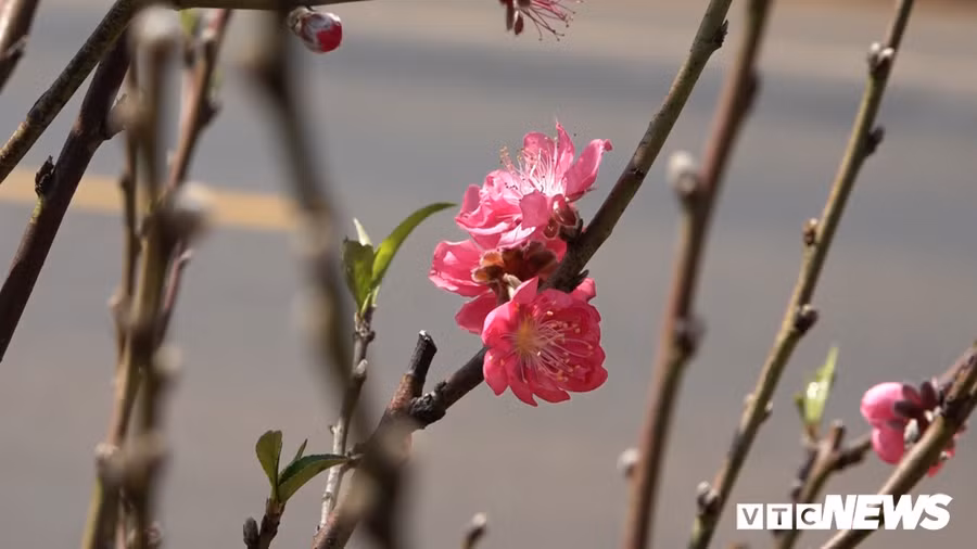 Hoa dao Nhat Tan 3 mau doc la dat khach o Tay Nguyen hinh anh 1