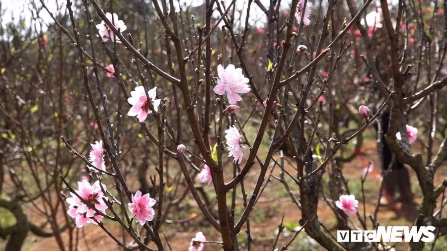 Hoa dao Nhat Tan 3 mau doc la dat khach o Tay Nguyen hinh anh 2