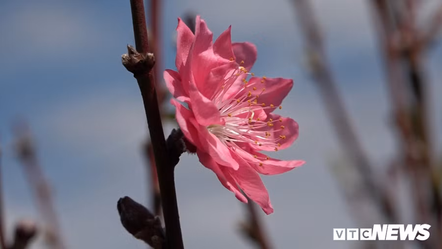Hoa dao Nhat Tan 3 mau doc la dat khach o Tay Nguyen hinh anh 4