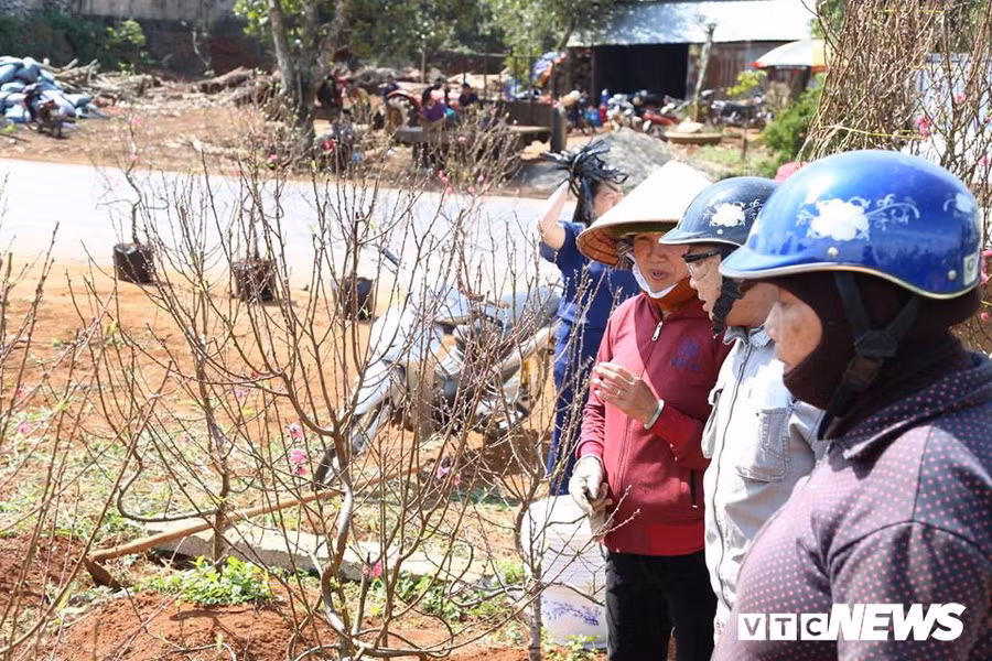 Hoa dao Nhat Tan 3 mau doc la dat khach o Tay Nguyen hinh anh 6