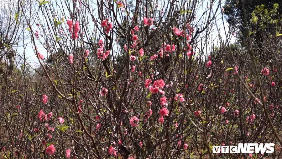 Hoa dao Nhat Tan 3 mau doc la dat khach o Tay Nguyen hinh anh 3