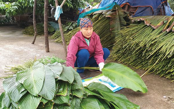 Làng trồng lá gói bánh chưng tiến vua hối hả vào Tết