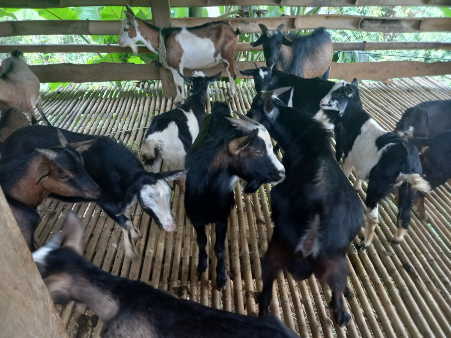 Đàn dê góp phần xóa đói, giảm nghèo bền vững cho người dân.