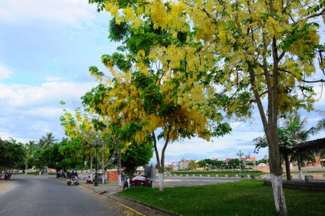 Lạc lối giữa những ngôi nhà nhuộm sắc vàng ở Hội An - Ảnh 8 Lac loi giua nhung ngoi nha nhuom sac vang o Hoi An - Anh 8