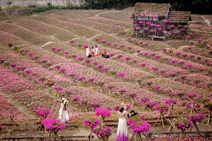 Hoa ngọc thảo và dạ yến thảo thường có nhiều màu như màu đỏ, màu tím, màu cam đỏ, màu hồng, màu trắng và tùy theo từng khí hậu và chất đất khác nhau sẽ có những màu đặc trưng.