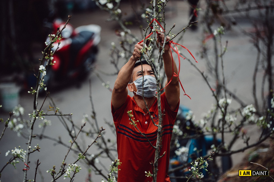 Hoa lê trắng xuống phố phục vụ thú chơi hoa xuân của người dân Thủ đô ảnh 7
