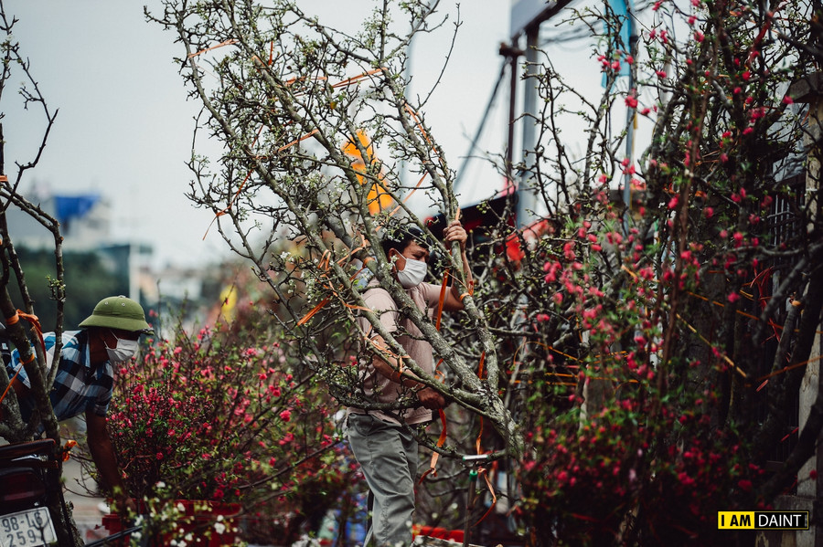 Do tình hình dịch bệnh Covid-19 năm nay, giá mỗi cành lê trắng có &quot; giảm nhiệt&quot; so với năm trước.