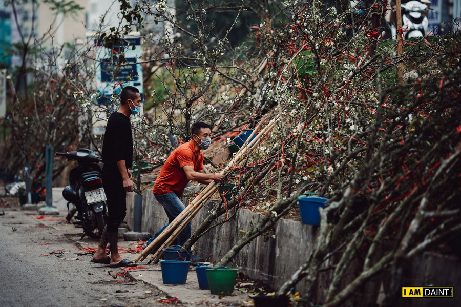 Một cành lê đẹp cần phải có đủ cả hoa quả và lộc.