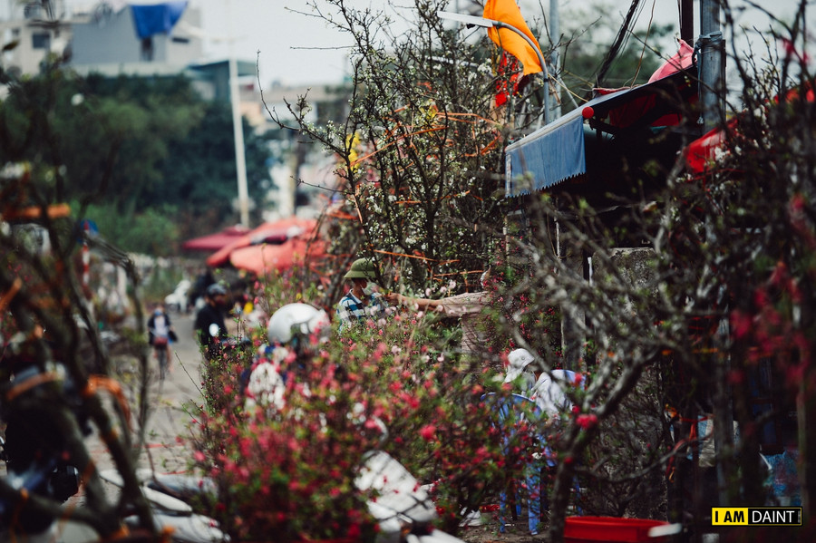 Hoa lê được thương lái vận chuyển về từ Sơn La, Lai Châu, Sapa...