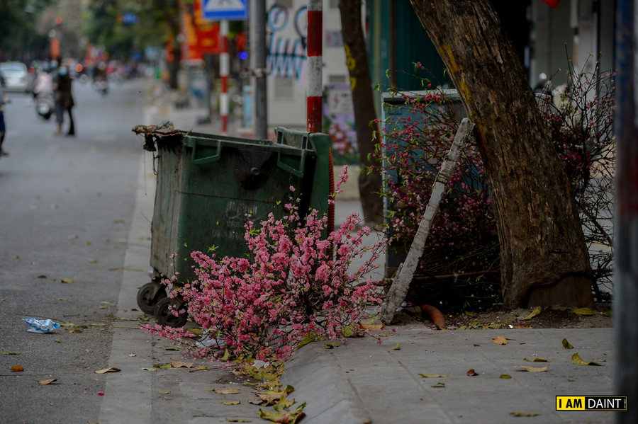 Nhiều cành đào có giá tiền triệu, sau Tết cũng biến thành rác, củi khô.